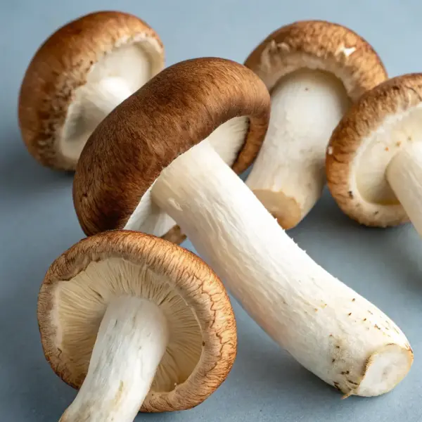 Penis Envy Psilocybin Mushrooms